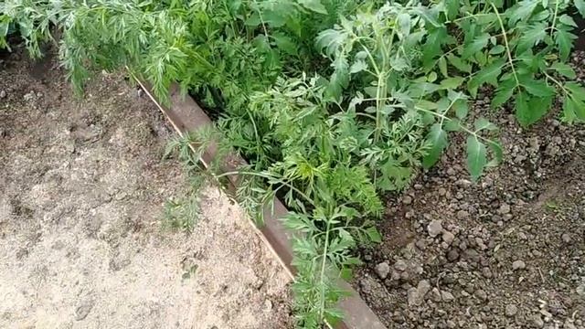 14 мая 2020г. ДЕГУСТАЦИЯ МОРКОВИ работа в теплице смотреть онлайн