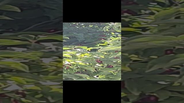  смотреть онлайн