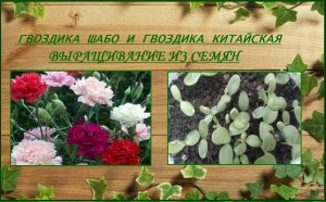 Гвоздика Шабо и гвоздика китайская - выращивание из семян