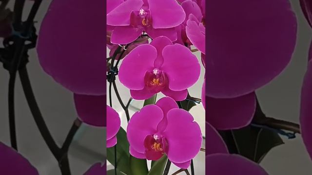 Первое домашнее цветение орхидеи Африканская королева# 07.01.2024г. смотреть онлайн