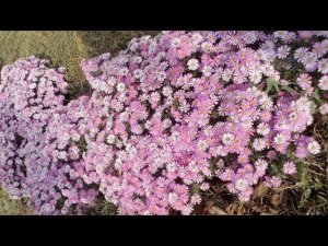 Многолетняя АСТРА, формировка