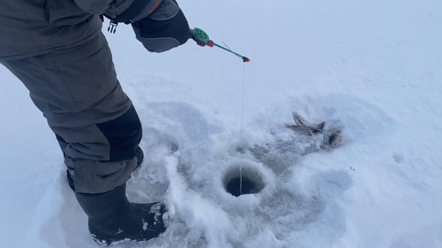 Открытие сезона.Рыбалка на озере.#озеро #рыбалка #жерлицы смотреть онлайн