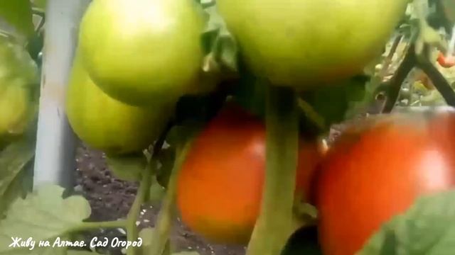 ТОМАТ СИБИРЯК/ОТЛИЧНЫЙ УРОЖАЙ В ЛЮБЫХ УСЛОВИЯХ смотреть онлайн