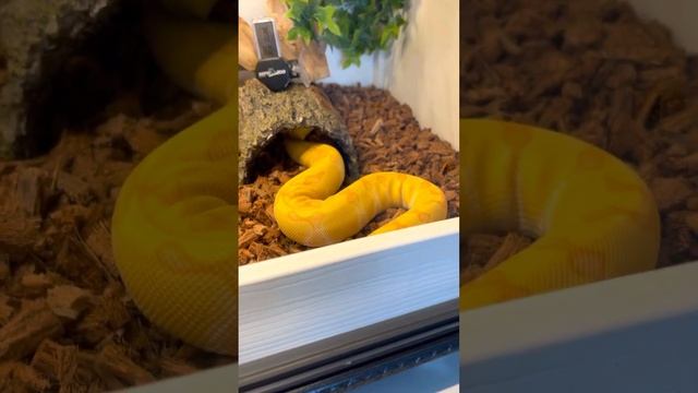 Ball python unboxing, my new pet смотреть онлайн