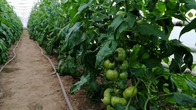 Выращивание томатов. Тонкая макушка у томатов. Как исправить. смотреть онлайн