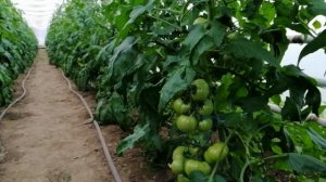 Выращивание томатов. Тонкая макушка у томатов. Как исправить.