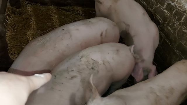 Браун-Бёрн голубых кровей)))) смотреть онлайн