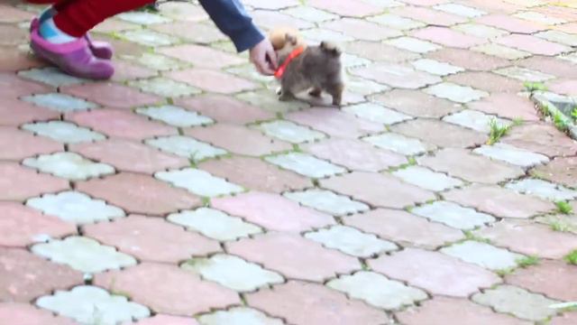 Шпиц.Померанский шпиц.Щенки смотреть онлайн