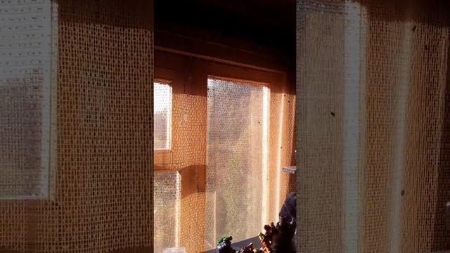 Мухи спать не дают смотреть онлайн