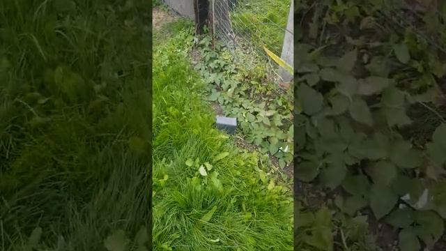 ремонтантная малина и ежевика на северо-западе подмосковья 05.10.21г смотреть онлайн