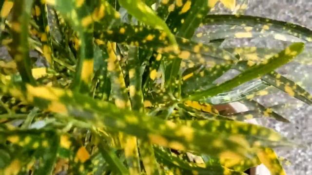 How to grow and care gold dust croton plant.🌱🍂🌱 смотреть онлайн