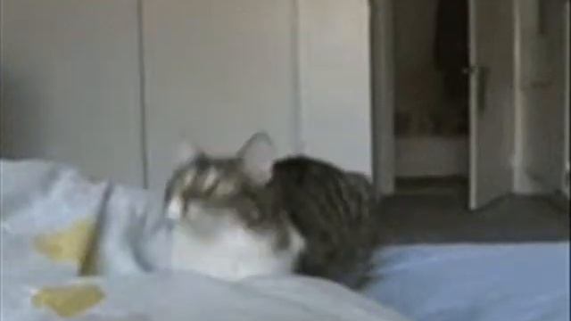 Забавная подборка с животными в сочетании с подходящей музыкой. смотреть онлайн