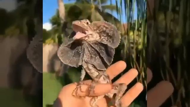 Маленький динозавр. Плащеносная ящерица смотреть онлайн