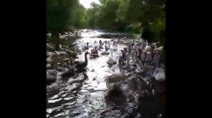 Все русские породы гусей представлены в хозяйстве у Евгения Клещёва