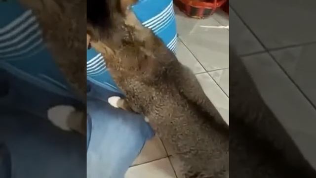 Даже кошке неприятен этот запах? смотреть онлайн