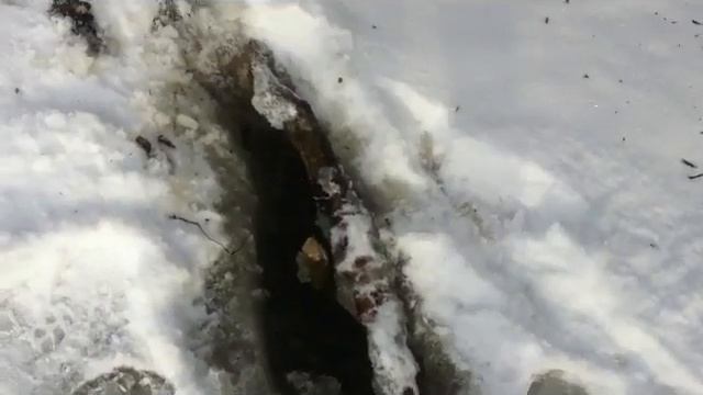 Охота на бобра зимой с проходными капканами и петлями. Огромный бобр смотреть онлайн