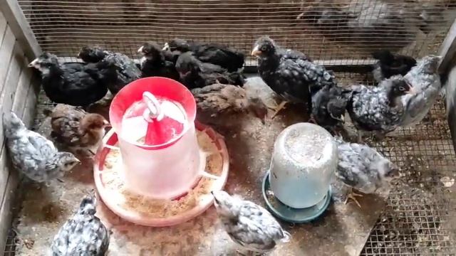 УТКА С УТЯТАМИ.НОВЫЙ ВЫВОД УТЯТ.ПРОДАЖА ЯИЦ МУСКУСНЫХ УТОК. ВОЗВРАЩЕНИЕ ДОМОЙ. ИЗМЕНЕНИЯ, ОБЗОР смотреть онлайн