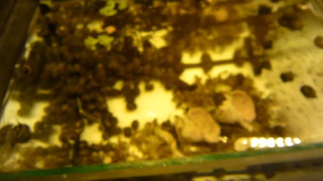 КОШАЧИЙ КОРМ для аквариумных рыб смотреть онлайн