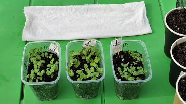 Годеция. Посадка в грунт семенами и рассадой. Новый опыт пикировки сразу в грунт. Март 2023. смотреть онлайн