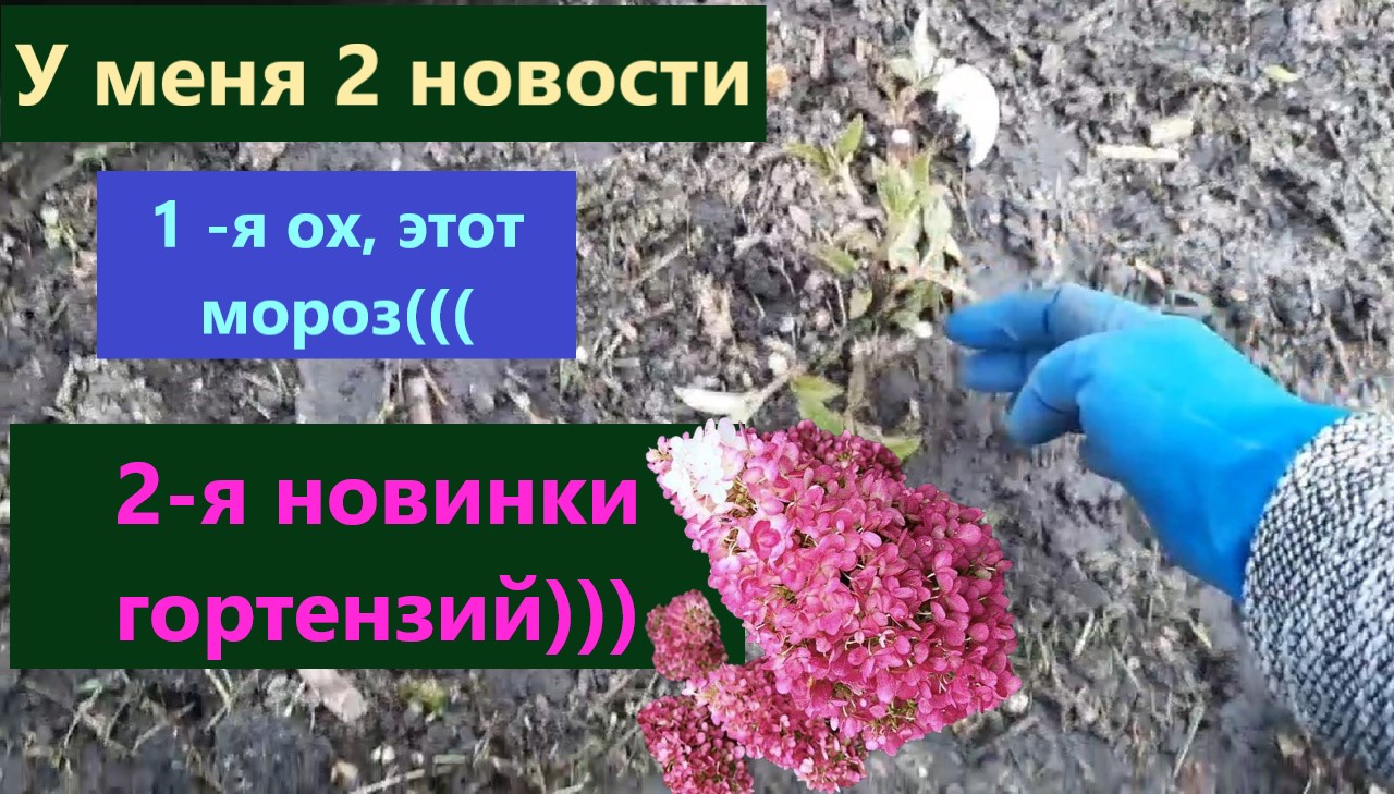 У меня 2 новости. Новинки гортензий в моем саду. Ох этот мороз-печальные последствия. смотреть онлайн