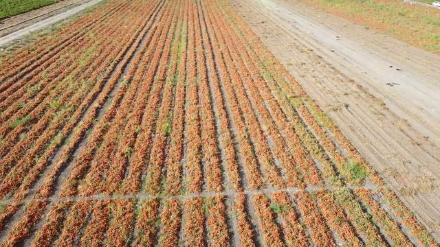 Томатные поля под комбайн Астрахань 2020 смотреть онлайн