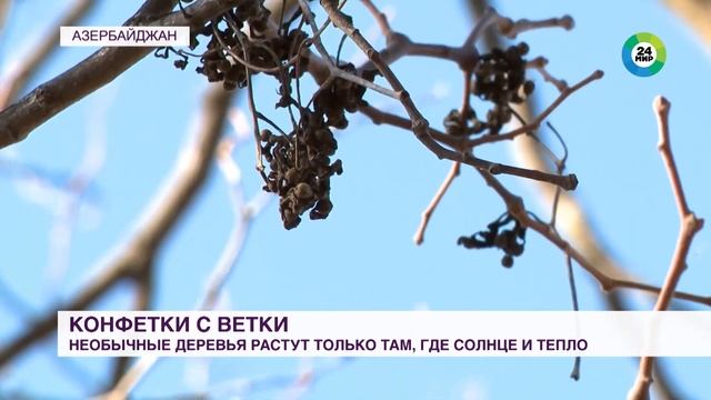 Десерт на ветке: в Азербайджане собирают урожай с конфетных деревьев смотреть онлайн