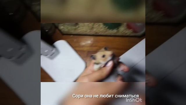 Как определить пол хомячка. Аа Стрелка не любит сниматься смотреть онлайн