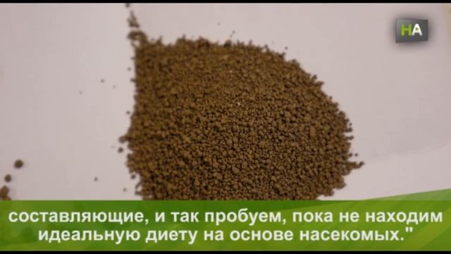 НА ФАО заинтересовалась возможностью использовать богатую белками муку из насекомых в кормовых целя смотреть онлайн