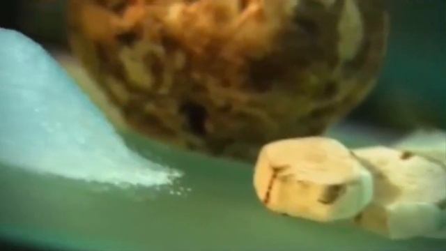 Тема урока: Сахароза. Дисахариды. преподаватель химии Аспандьярова З.М. смотреть онлайн