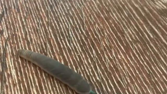 Гусеница Бражника глазчатого смотреть онлайн