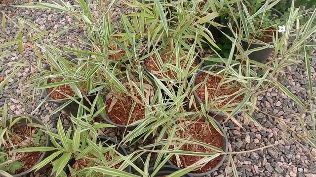 Variegated Bamboo plants – Bambusa multiplex f. variegata. White stripes leaves short size bamboo смотреть онлайн