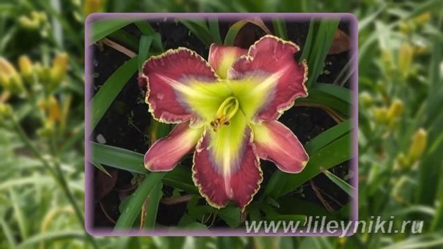 Лилейник Селекция BLUE BAYOU х SHARYN LIANNE №18482 смотреть онлайн