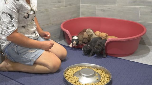 Щенки теперь без мамы... смотреть онлайн