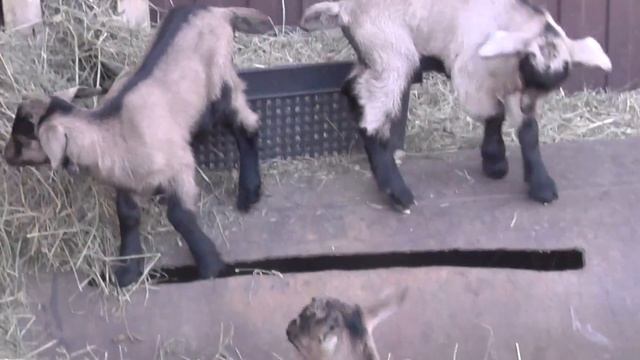 В каком возрасте и сколько по времени выгуливаем маленьких козлят зимой-весной смотреть онлайн