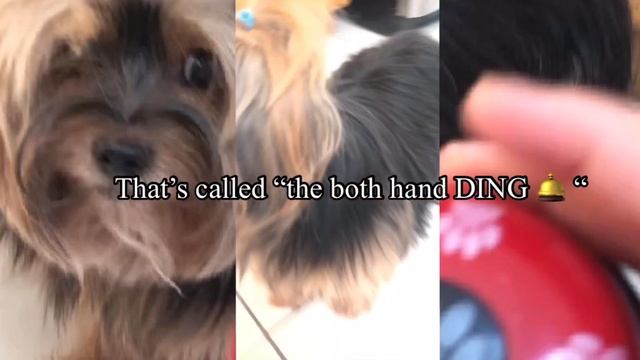 Lady react to the “Ding” thing (I don’t know the name of it) смотреть онлайн