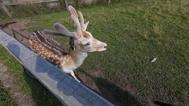 Ранчо Авенсис.