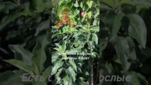 Колоновидные яблони в питомнике