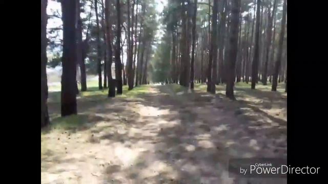 Мы в лесу/ шашлыки/ Элвис смотреть онлайн