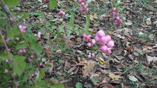 Украина. Харьков- 2017 Ботанический сад Харьковского национального университета им. В.Н.Каразина смотреть онлайн