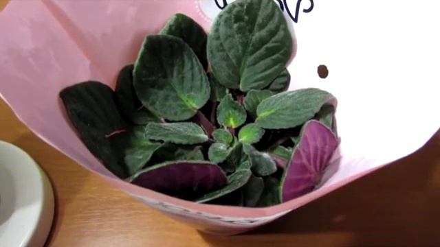 Фиалки с РАСПРОДАЖИ ( уцененные). Стоит ли связываться. смотреть онлайн