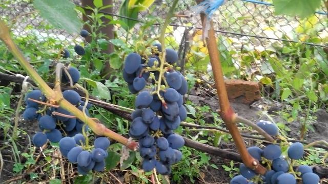 Виноград Гала ГФ раннего срока созревания с темным окрасом. смотреть онлайн