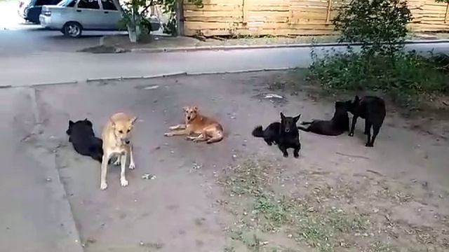 Бродячие собаки в Кривом Роге собираются в стаи смотреть онлайн
