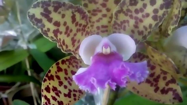Orquídea cattleya blc waiana leopard x c. guttata adulta смотреть онлайн