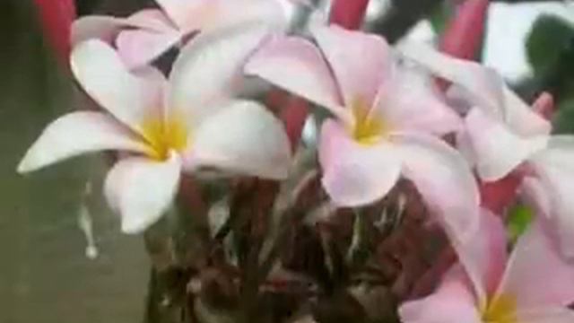 Экваториальная Гвинея смотреть онлайн