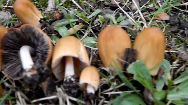 Coprinellus micaceus, the Mica Cap (Family Psathyrellaceae) смотреть онлайн