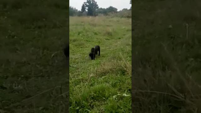 Щенок лабрадора ретривера смотреть онлайн