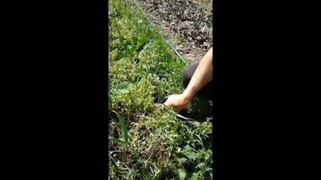 ?Посев горчицы в озимый чеснок весной. Мульчирование чеснока горчицей. Верхозин Юрий смотреть онлайн