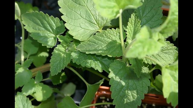 PLANTAS MEDICINALES Mirto, Nébeda, Hierba Del Asno, Aceite De Onagra, Helecho Lengua De Serpiente