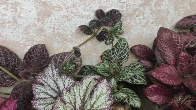 Бегонии фиалки эписции обзор редких растений смотреть онлайн