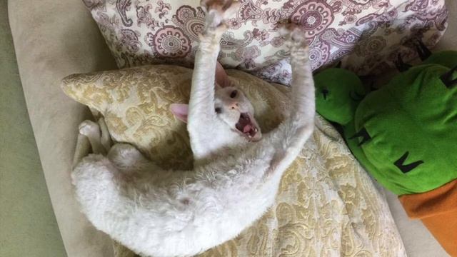 Алессио Вог Роял смотреть онлайн